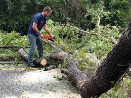 Best Palm Tree Trimming  in Tiffin, OH