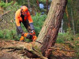 Best Stump Grinding and Removal  in Tiffin, OH