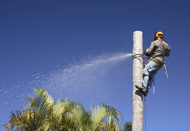 Best Tree and Shrub Care  in Tiffin, OH