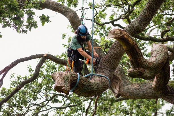 Best Arborist Consultation Services  in Tiffin, OH