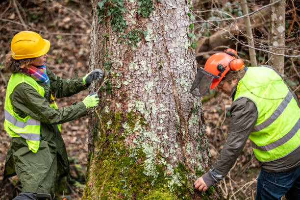 Best Tree Risk Assessment  in Tiffin, OH