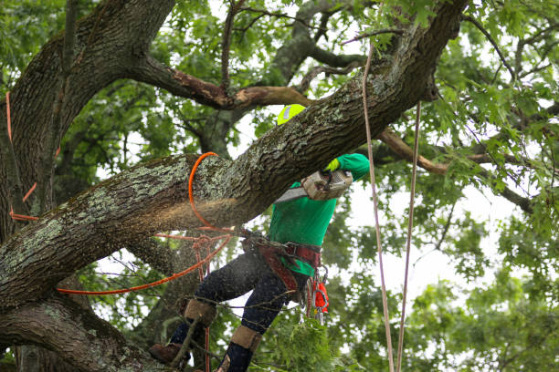 Best Tree Removal  in Tiffin, OH