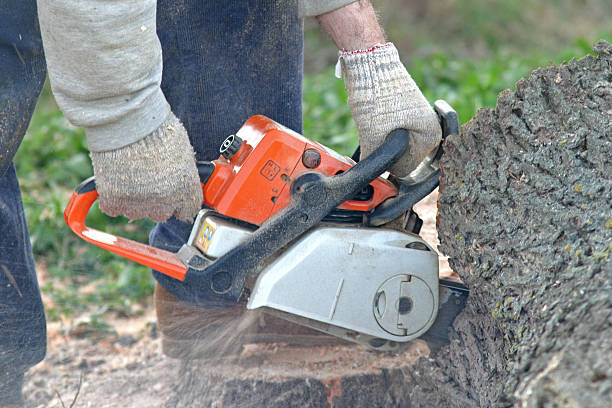 Best Tree Trimming and Pruning  in Tiffin, OH