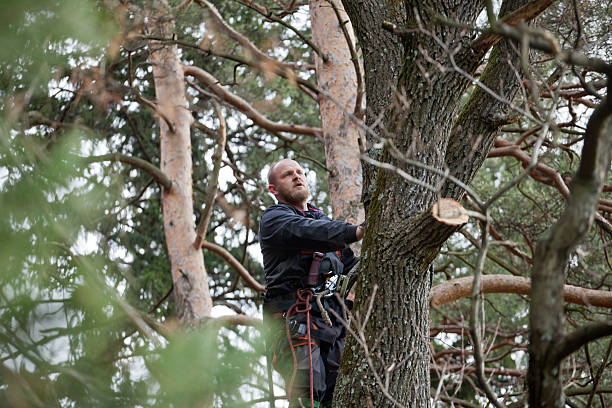 Best Tree Preservation Services  in Tiffin, OH